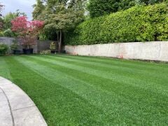 Lolium Perenne (İngiliz Çimi) Çim Tohumu Signet