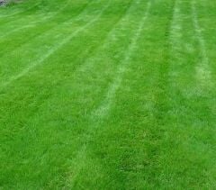 Lolium Perenne (İngiliz Çimi) Çim Tohumu Signet