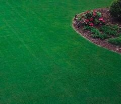 Festuca Tricophylla (narin Kırmızı Yumak) Çim Tohumu