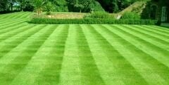 Festuca Tricophylla (narin Kırmızı Yumak) Çim Tohumu