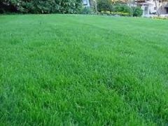 Festuca Tricophylla (narin Kırmızı Yumak) Çim Tohumu
