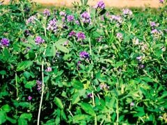 Emiliana Çıplak Kapsız Yonca Tohumu