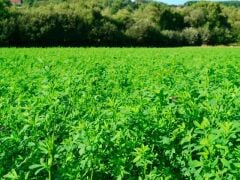 Emiliana Çıplak Kapsız Yonca Tohumu