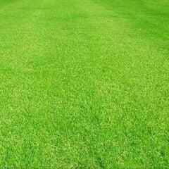 Lolium Perenne(İngiliz Çimi) Çim Tohumu Shield