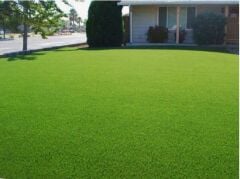 Lolium Perenne(İngiliz Çimi) Çim Tohumu Shield