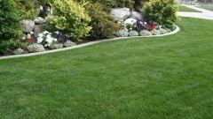 Ekonomik 6 Karışım Çim Tohumu