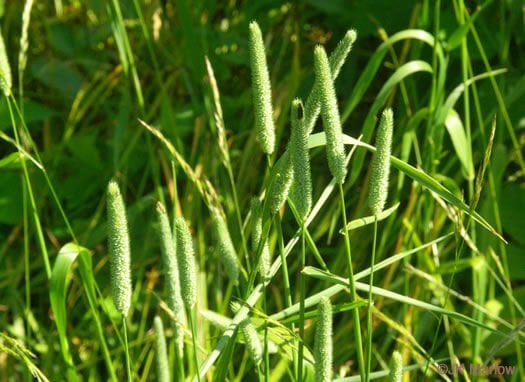 Çayır Kelp Kuyruğu (Phleum pratense) Yem Bitkisi Tohumu 20 kg
