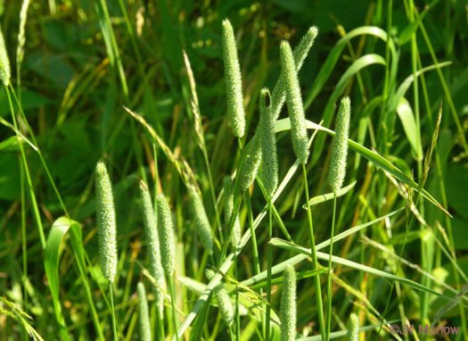 Çayır Kelp Kuyruğu (Phleum pratense) Yem Bitkisi Tohumu 20 kg