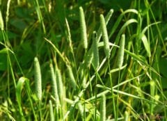 Çayır Kelp Kuyruğu (Phleum pratense) Yem Bitkisi Tohumu 20 kg
