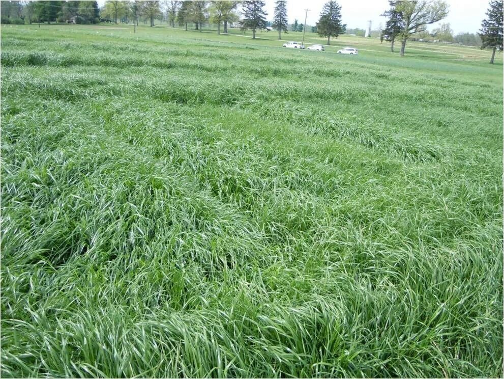 Domuz Ayrığı (Dactylis Glomerata) Yem Bitkisi Tohumu 15 kg