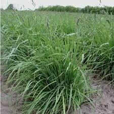 Domuz Ayrığı (Dactylis Glomerata) Yem Bitkisi Tohumu 15 kg